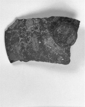coperchio